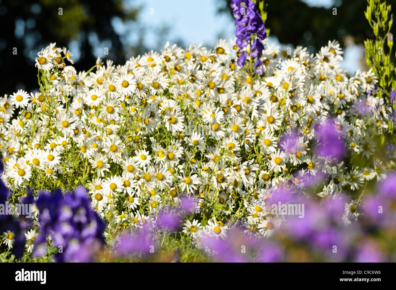 Hungarian daisy (Leucanthemella serotina) Stock Photo