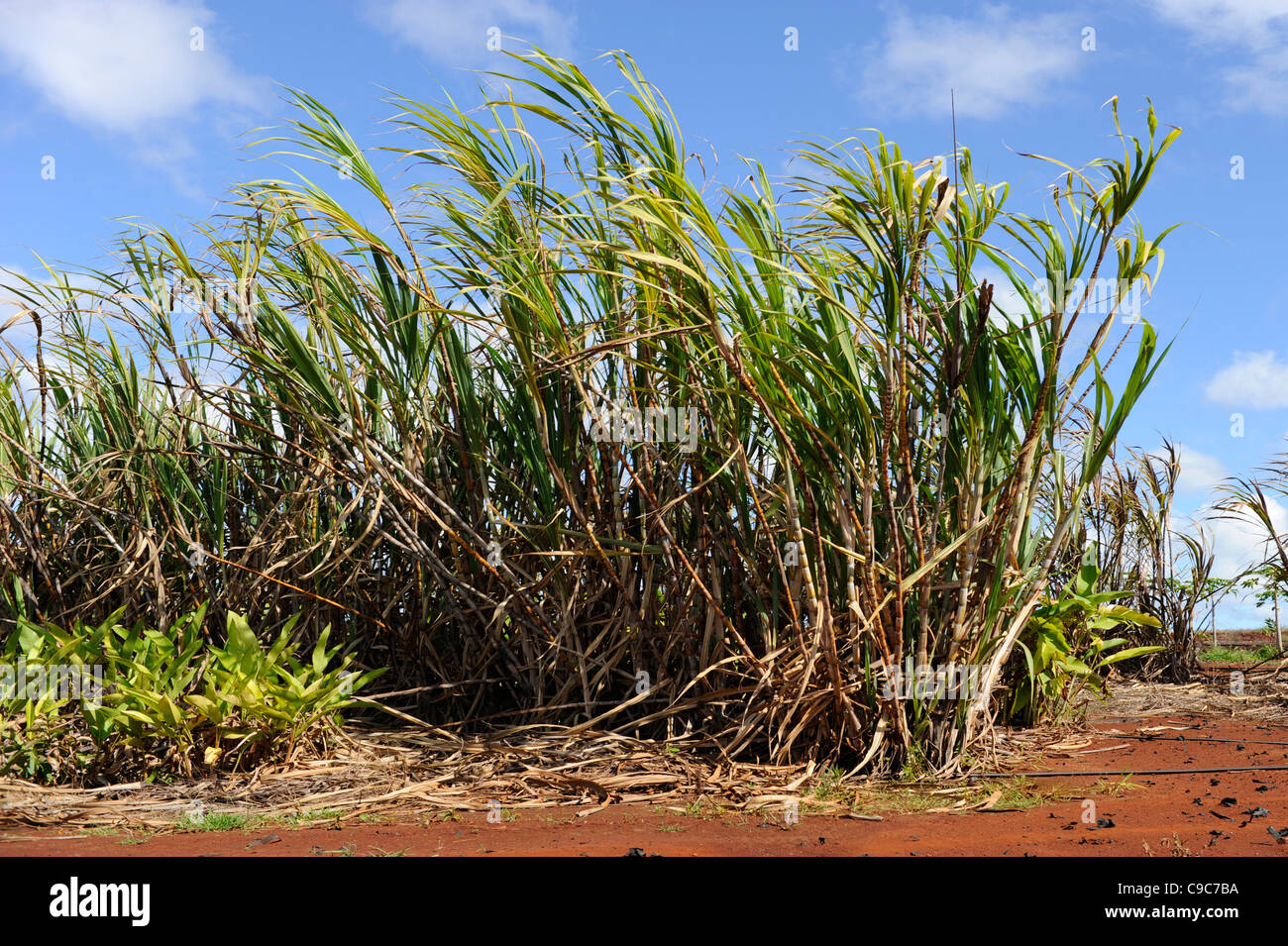 Sugar Cane Field Dole Plantation Wahiawa Honolulu Hawaii Oahu Pacific