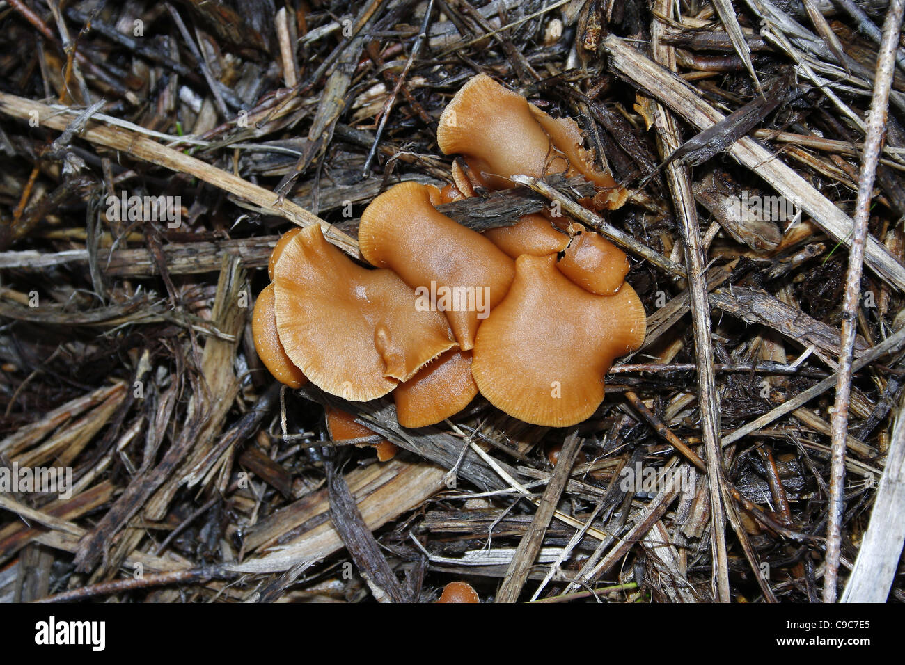 The Deceiver growing in field in autumn. Worksop, Notts, England Laccaria laccata Stock Photo