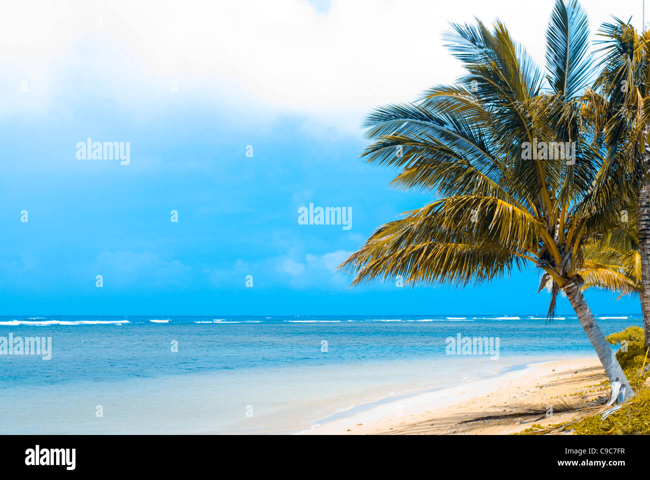 Tropical Beach with Palm Tree, Kauai, Hawaii Stock Photo Alamy