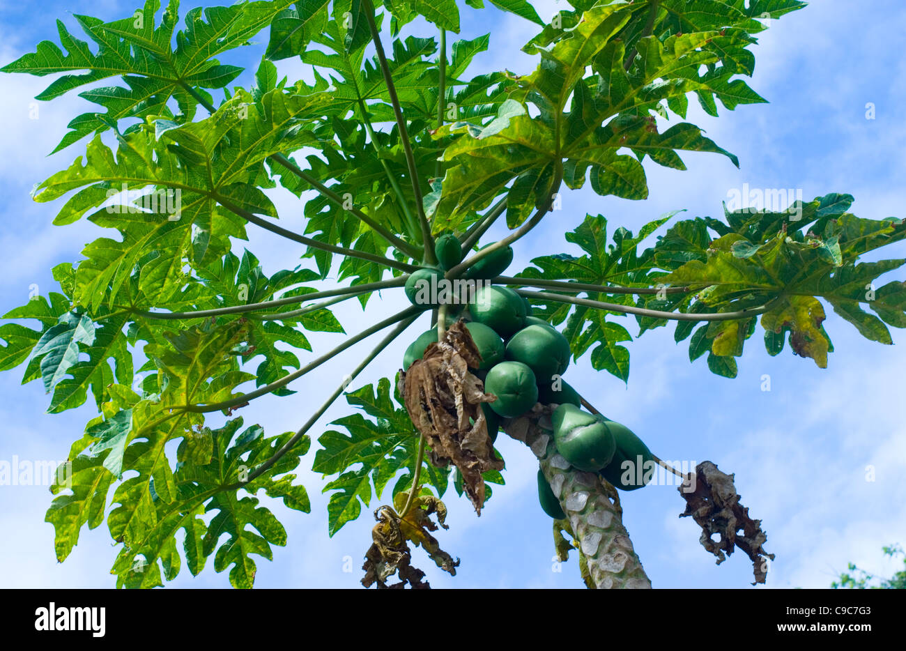 Papaya Tree on Kauai, Hawaii Stock Photo Alamy