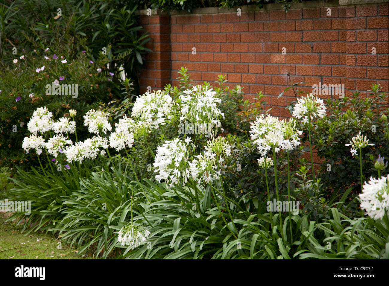 flowering white agapanthus plants in summer,Sydney,NSW,Australia Stock Photo