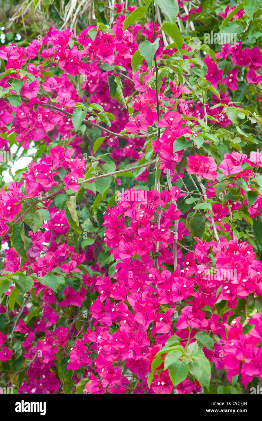 Bougainvillea plant hires stock photography and images Alamy