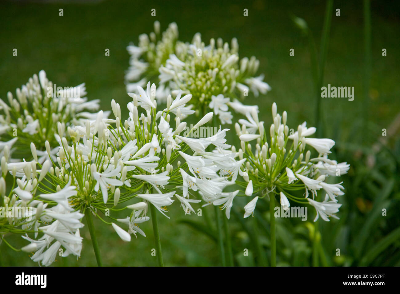 flowering white agapanthus plants in summer in a Sydney garden Stock