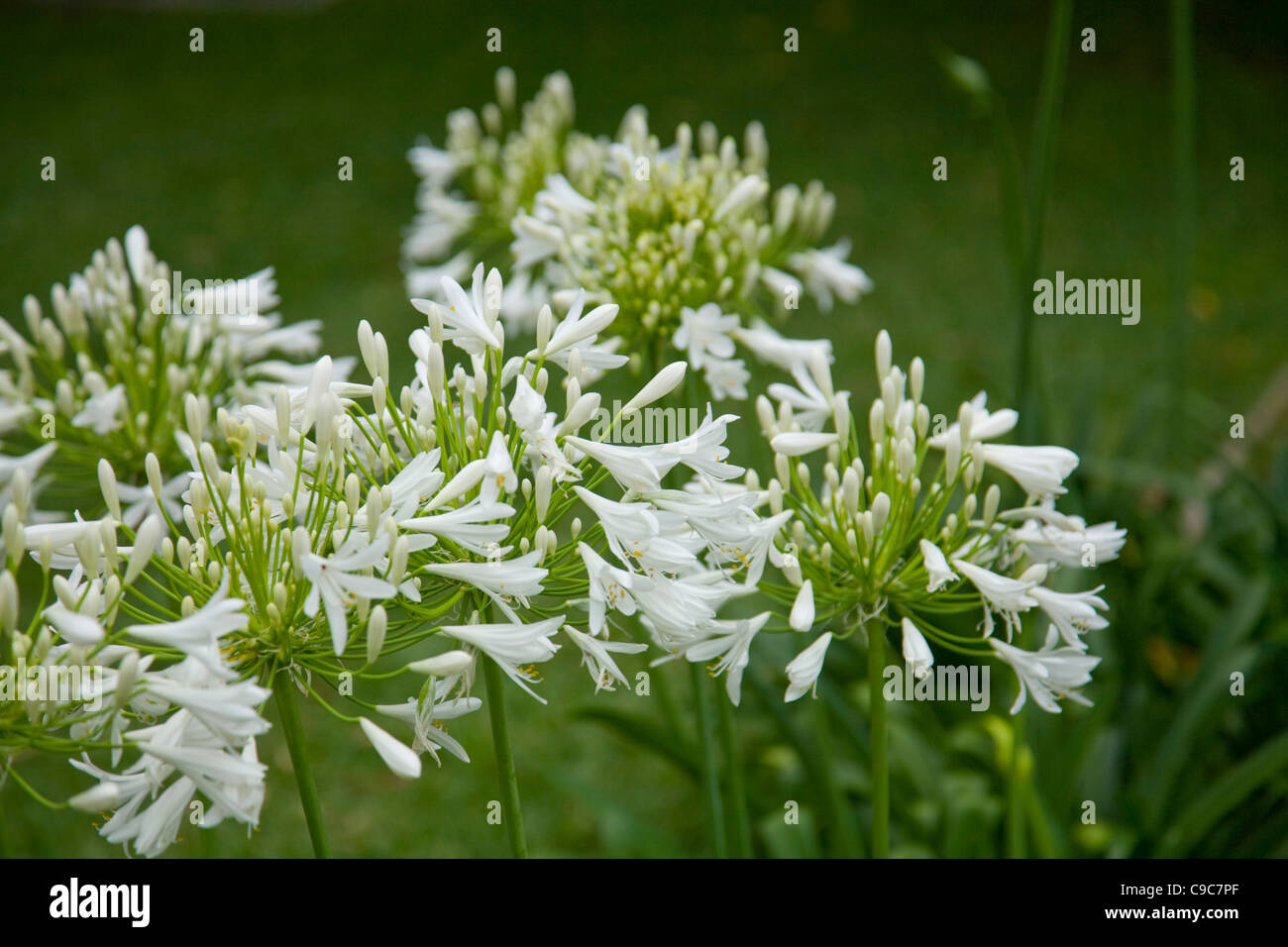 flowering white  agapanthus plants in summer in a Sydney garden,NSW,Australia Stock Photo