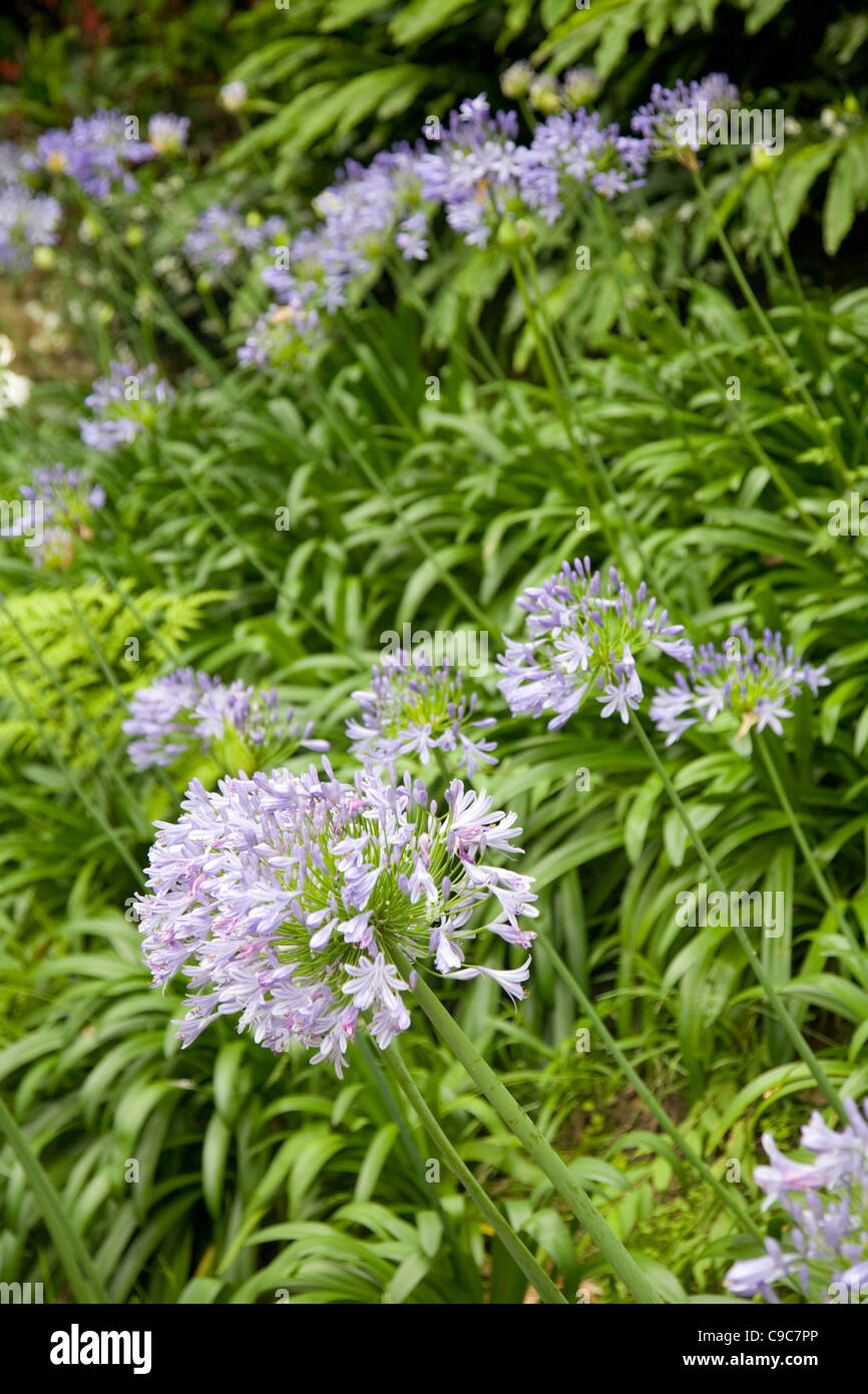 flowering agapanthus plants in summer Stock Photo