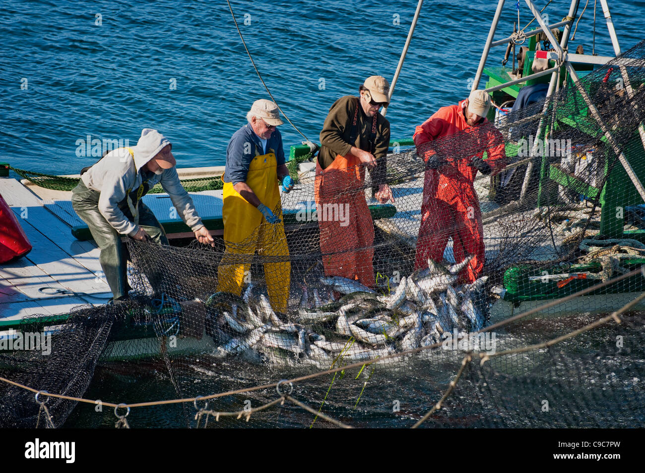 Fishermen on a Reefnet salmon fishing boat haul a net full of wild pacific  salmon into the live hold for a high quality catch Stock Photo - Alamy