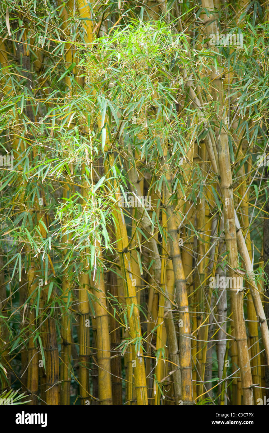 clump of densely planted bamboo vulgaris vittata Stock Photo