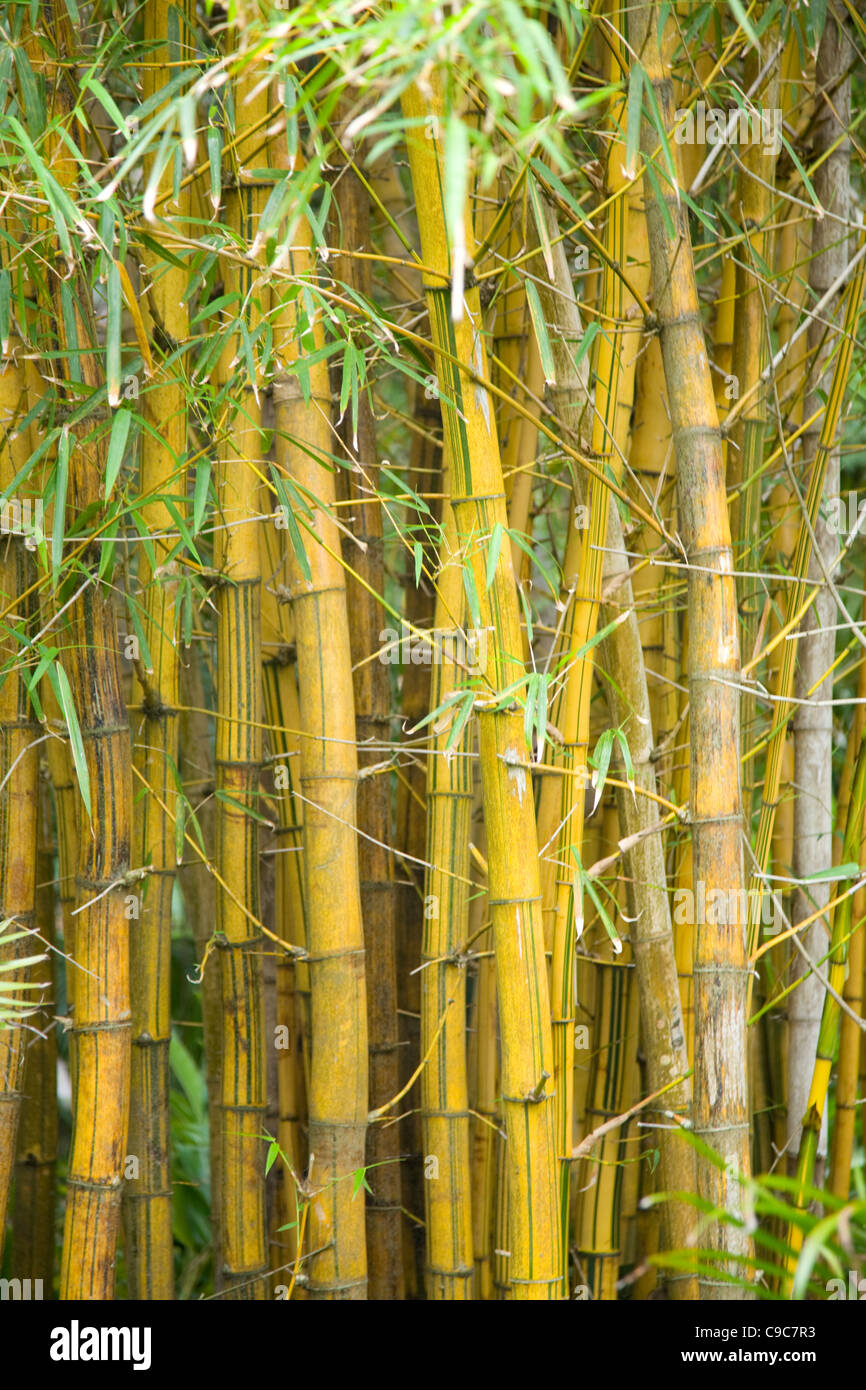 clump of densely planted bamboo vulgaris vittata Stock Photo