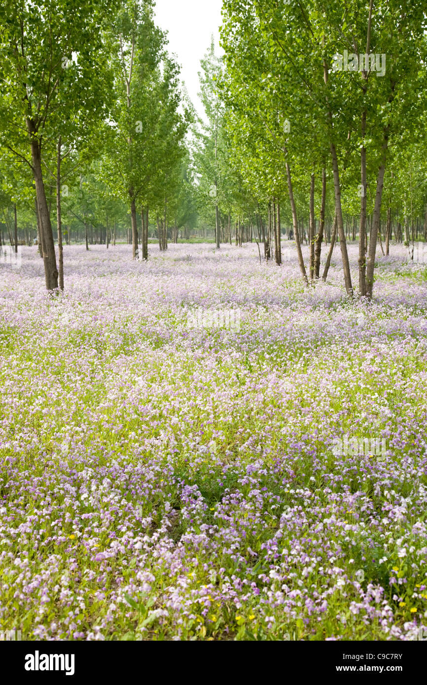 Pink wildflower carpet in summer forest Stock Photo
