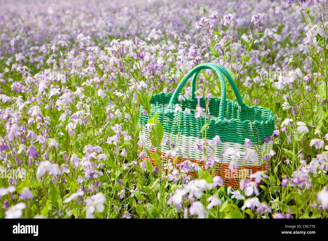 Picnic basket in flower field Stock Photo Alamy