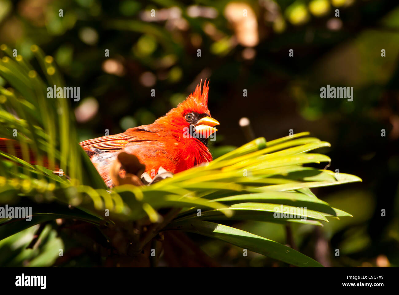 Red cardinal resting on green leaves, Hawaii Stock Photo