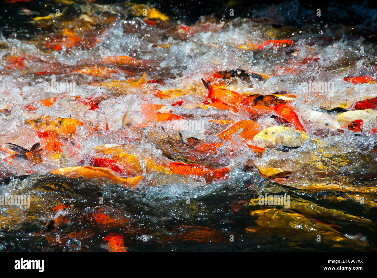 Koi pond fish feeding frenzy with action and splashing Stock Photo Alamy