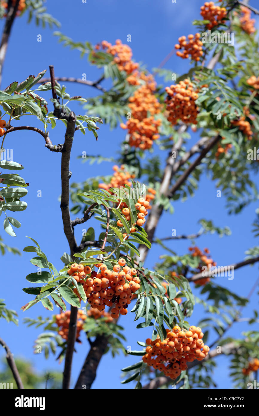 ashberry with leafs on sky background, september Stock Photo