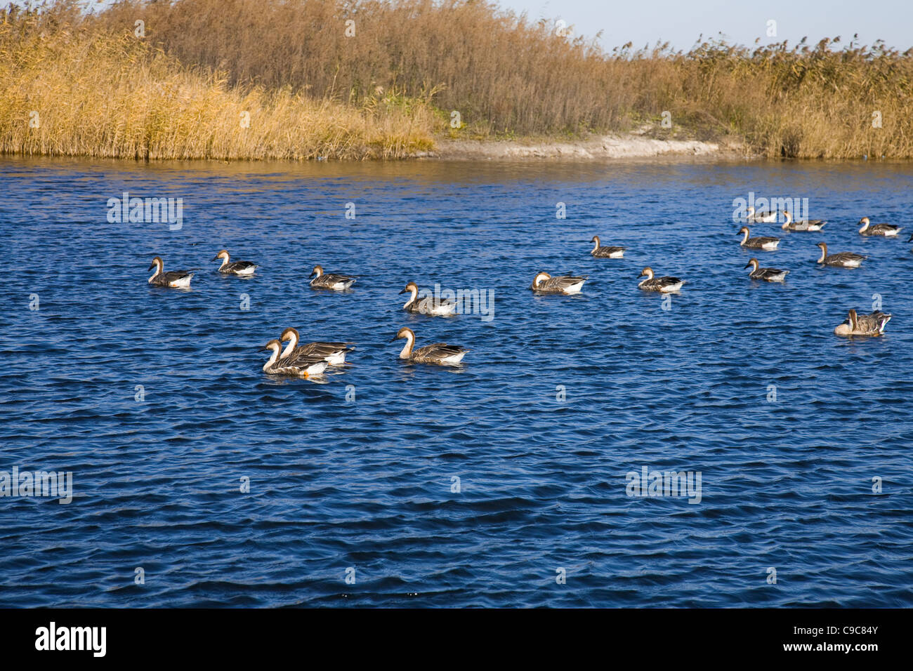 A flock of wild goose swimming on a lake Stock Photo