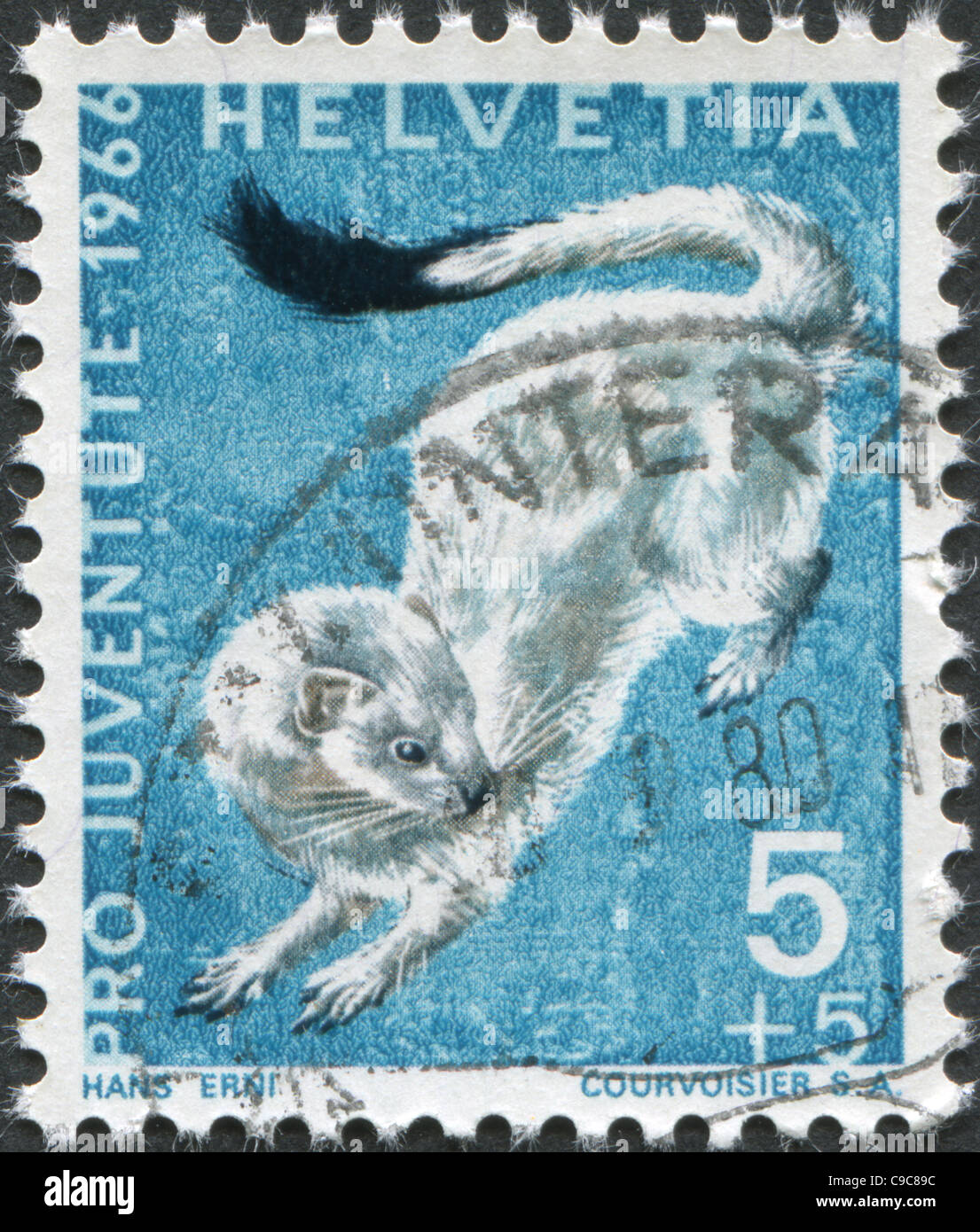 Stoat (Mustela erminea)