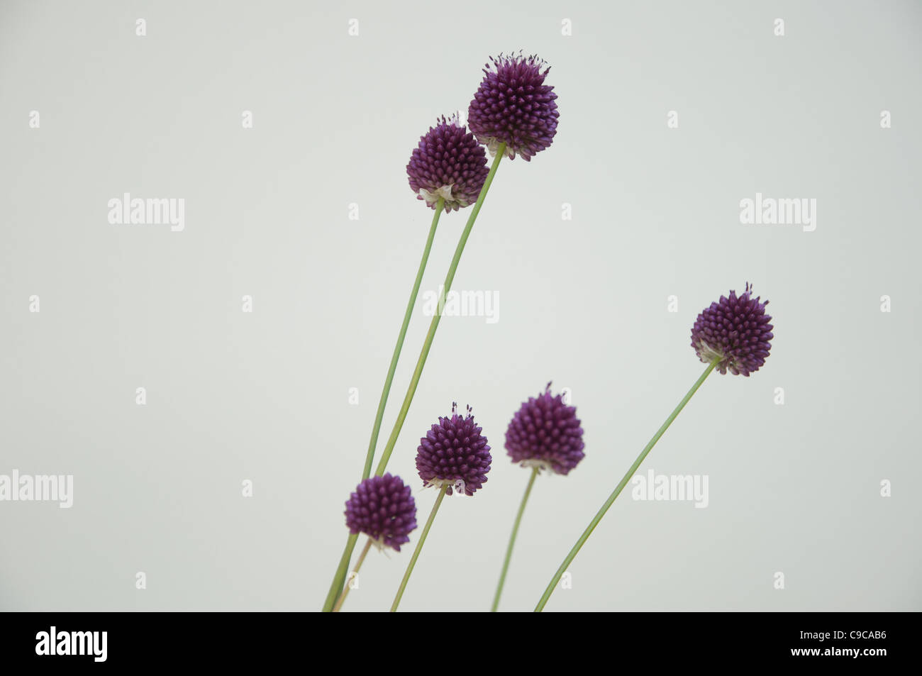 Group of flowerheads Stock Photo