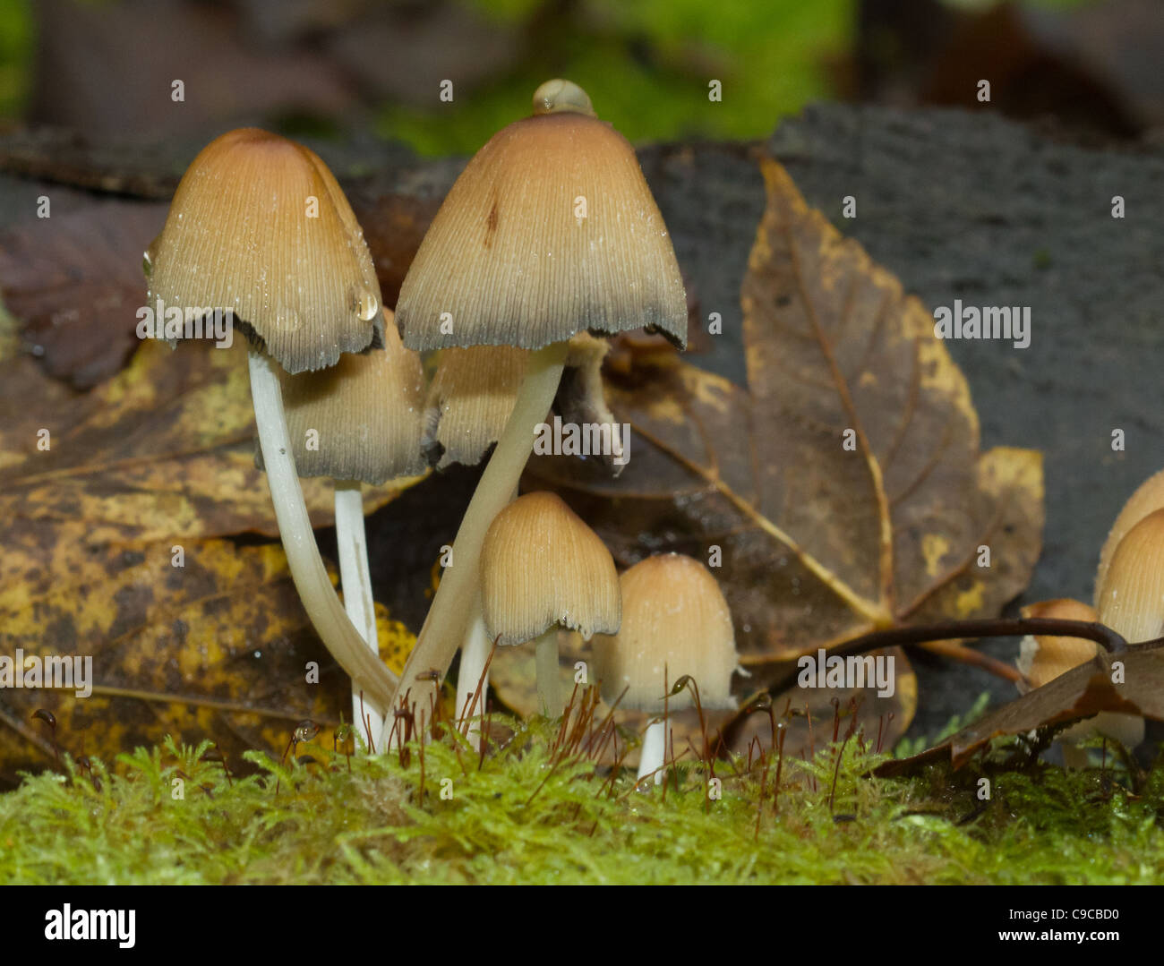Woodland Mushrooms and a slug Stock Photo
