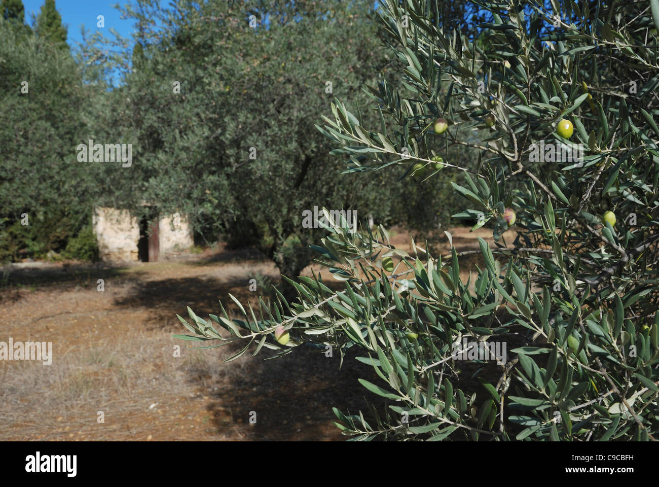 Olives growing in the olive grove at Chateau de Lourmarin, Lourmarin, Provence, France. Stock Photo
