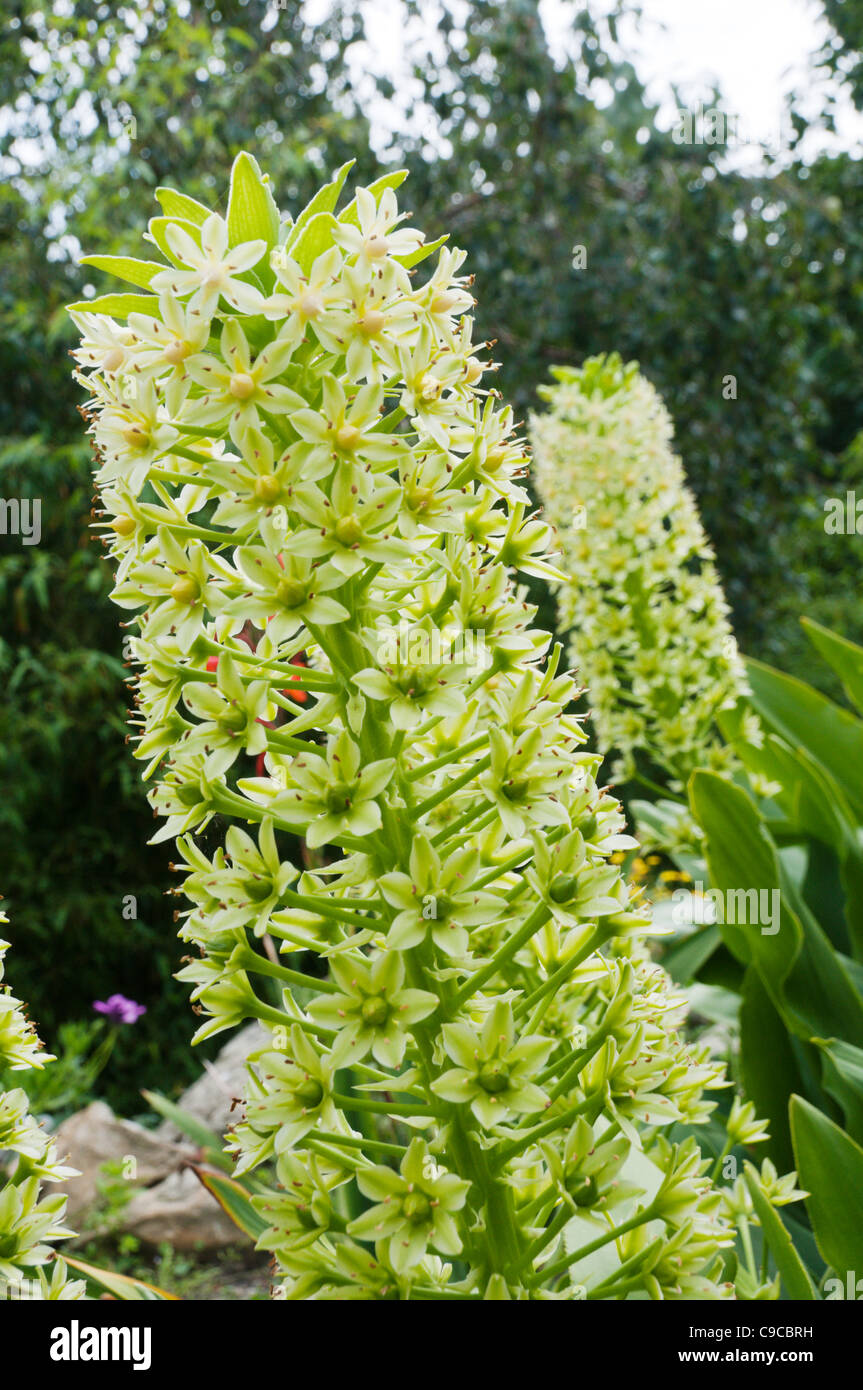 Eucomis pole-evansii (Pineapple Lily) Stock Photo