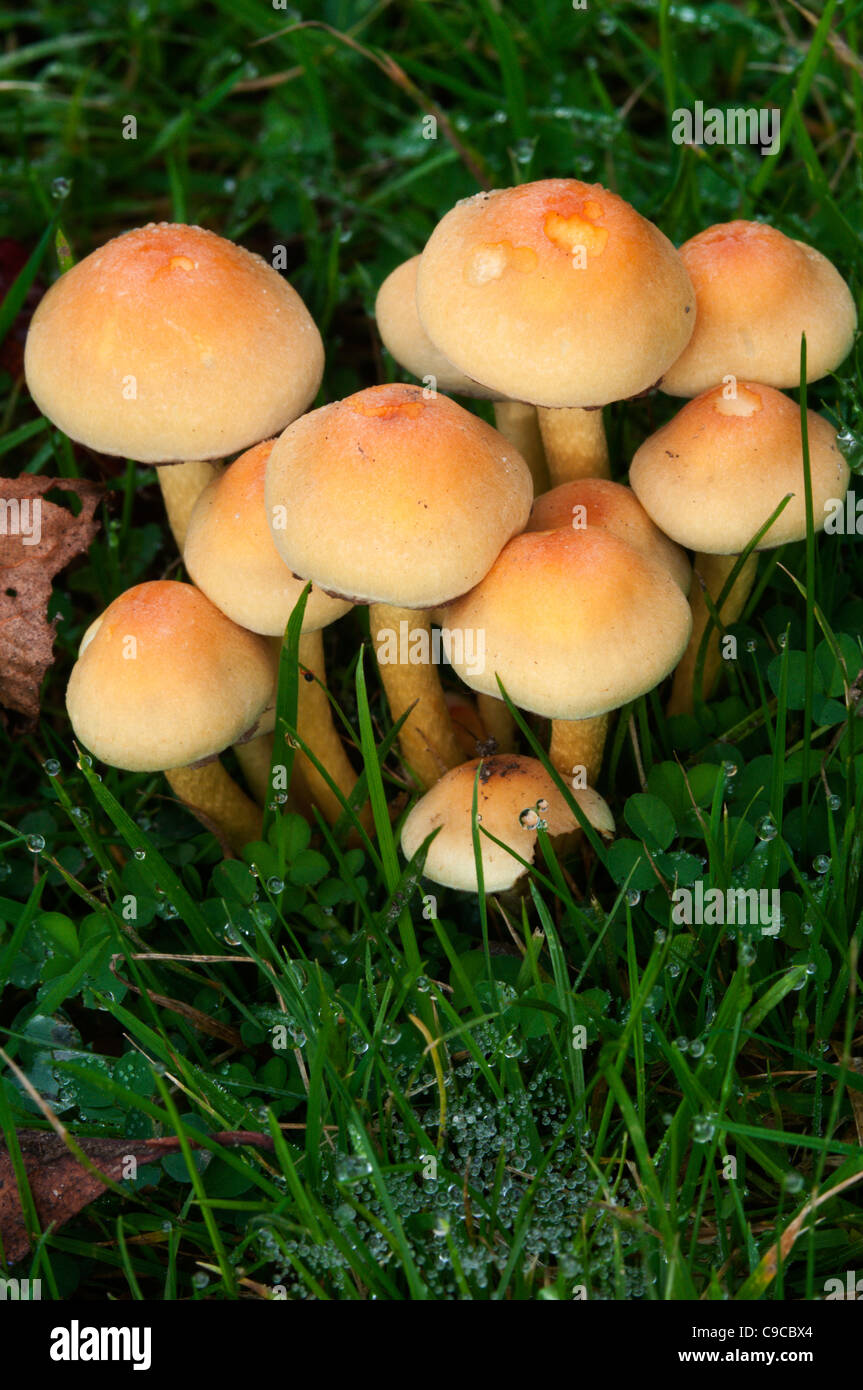 Small toadstools in a lawn viewed from above. Stock Photo