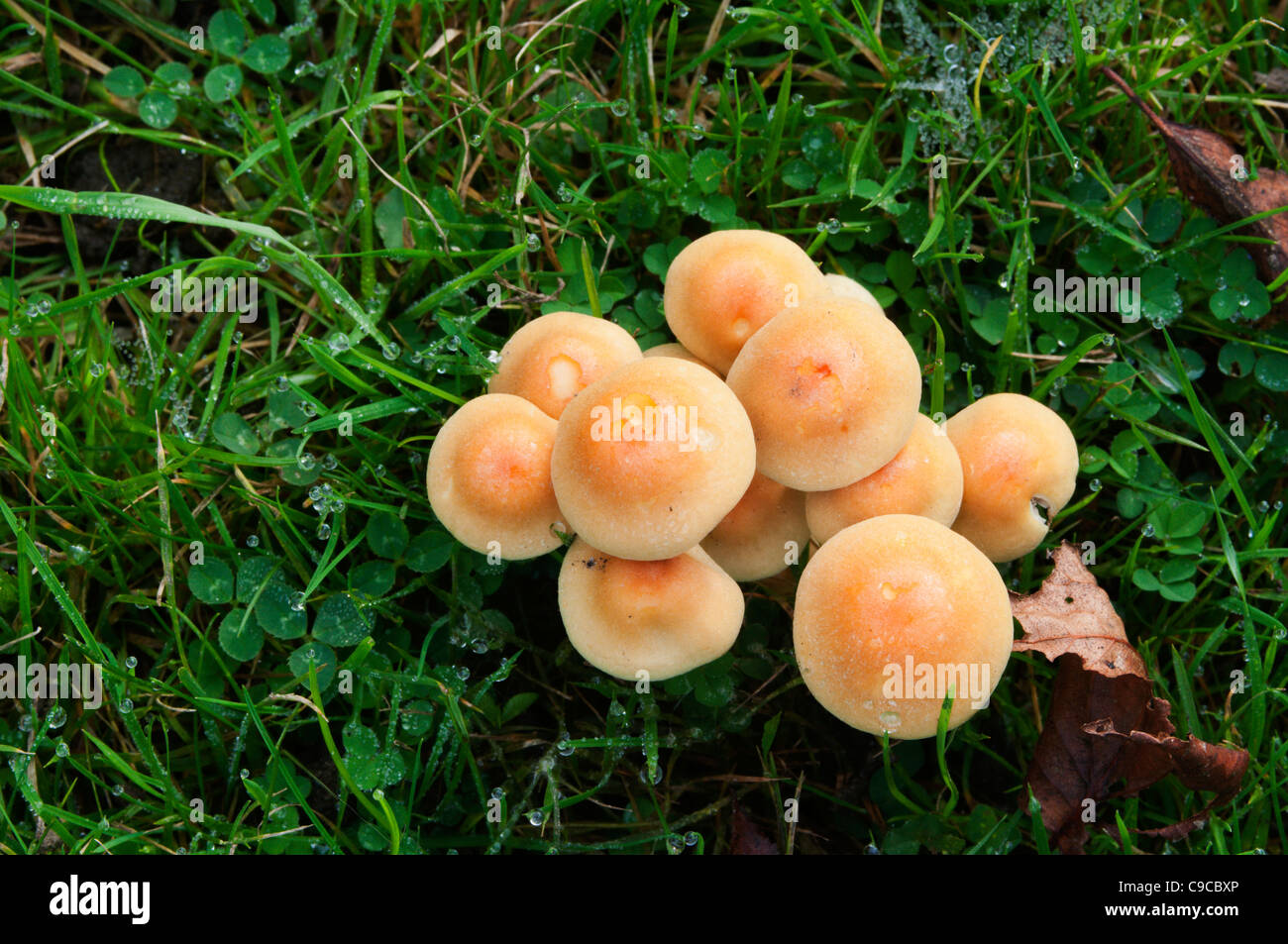 Small toadstools in a lawn viewed from above. Stock Photo
