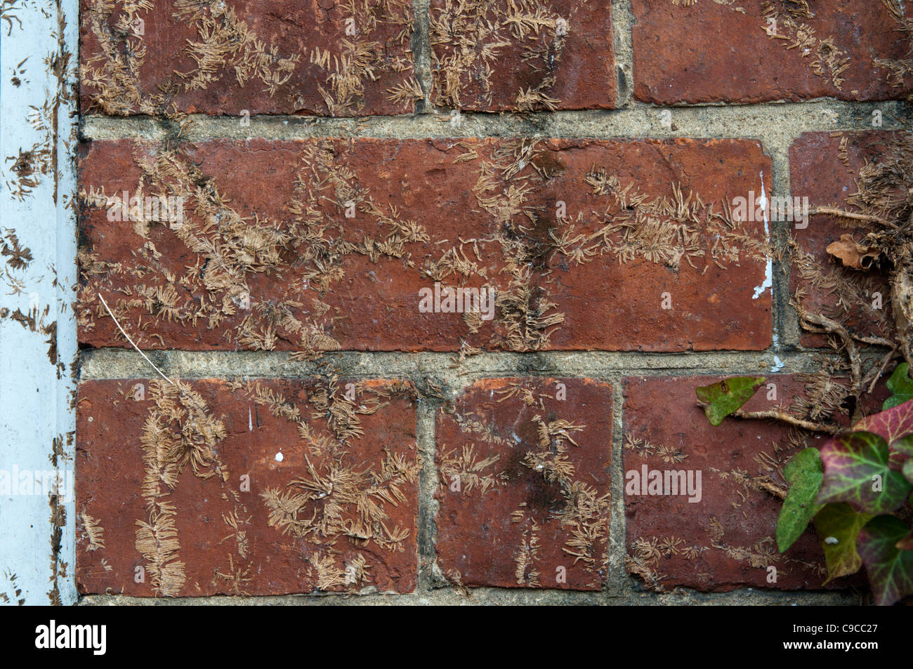 Brickwork marked by the removal of ivy. Stock Photo