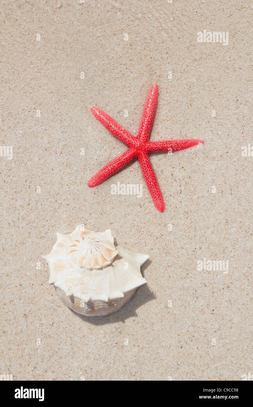 seashell and starfish in white sand beach as summer vacation symbols Stock Photo