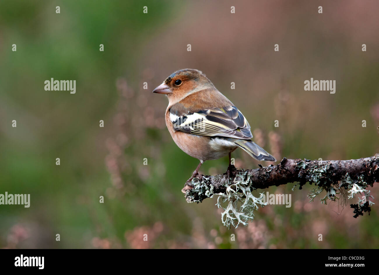 male chaffinch sitting on twig Stock Photo