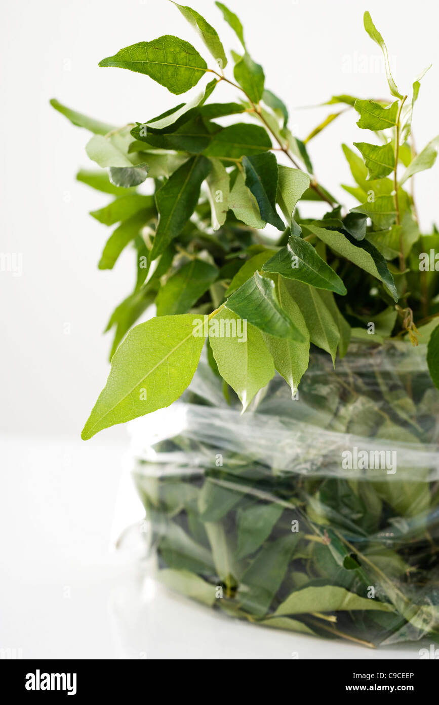 Fresh curry leaves Stock Photo Alamy
