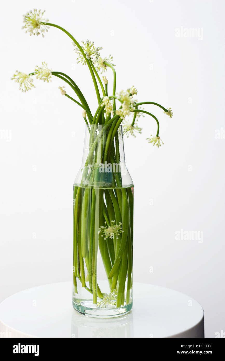 White flowers of garlic chives hires stock photography and images Alamy