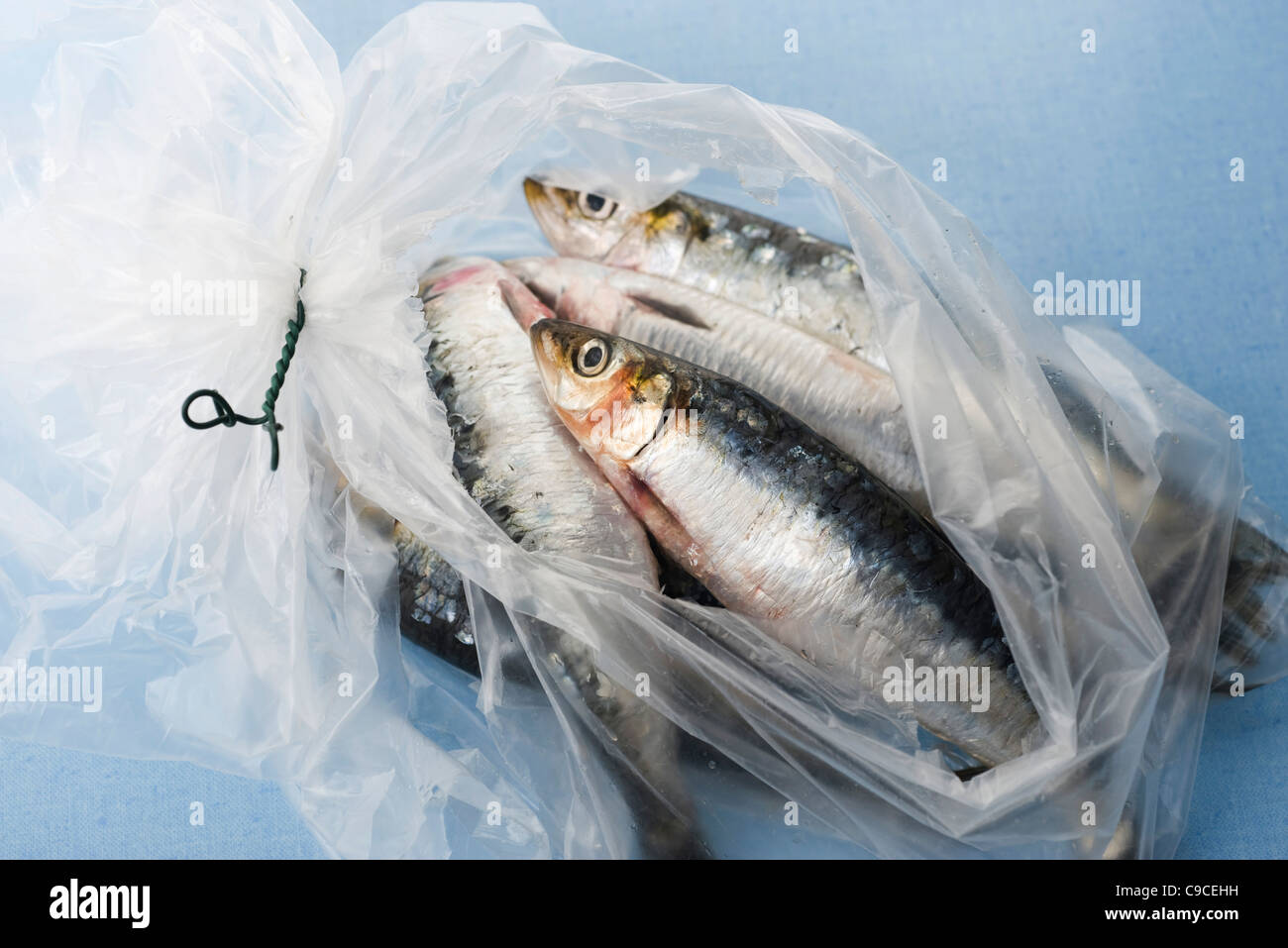 Fresh raw sardines in plastic bag Stock Photo Alamy