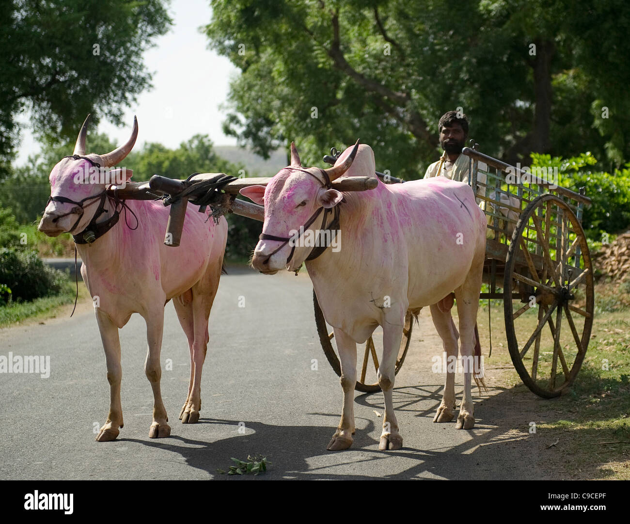 India, South Asia, Bullocks & Cart in rural scene. Cebu Brahmin humped cattle. Stock Photo