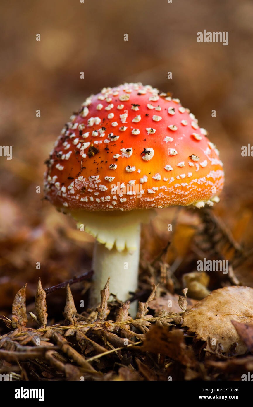 A single red with white spots Fly Agaric Fungi -  Amanita muscaria Stock Photo