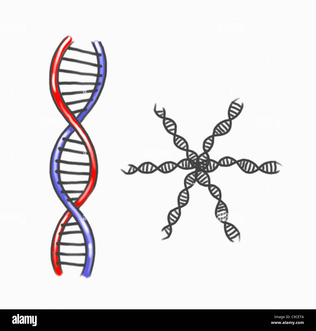 Illustration of DNA cells Stock Photo - Alamy