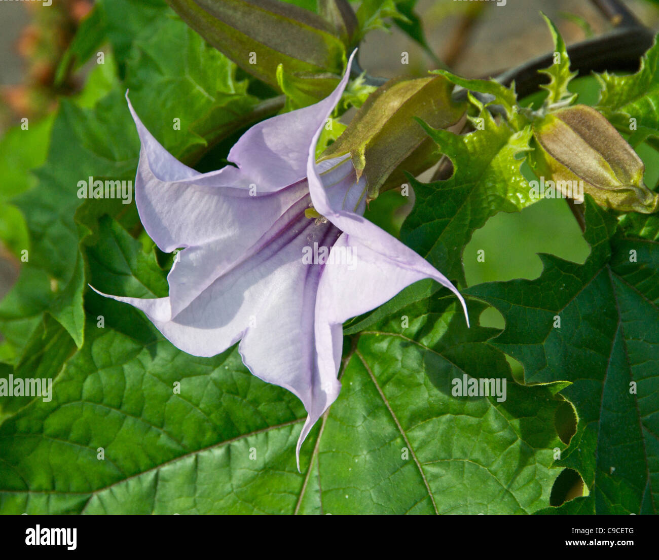 Thornapple thorn apple thornapple poisonous plant also known as Jimson Weed Stock Photo Alamy