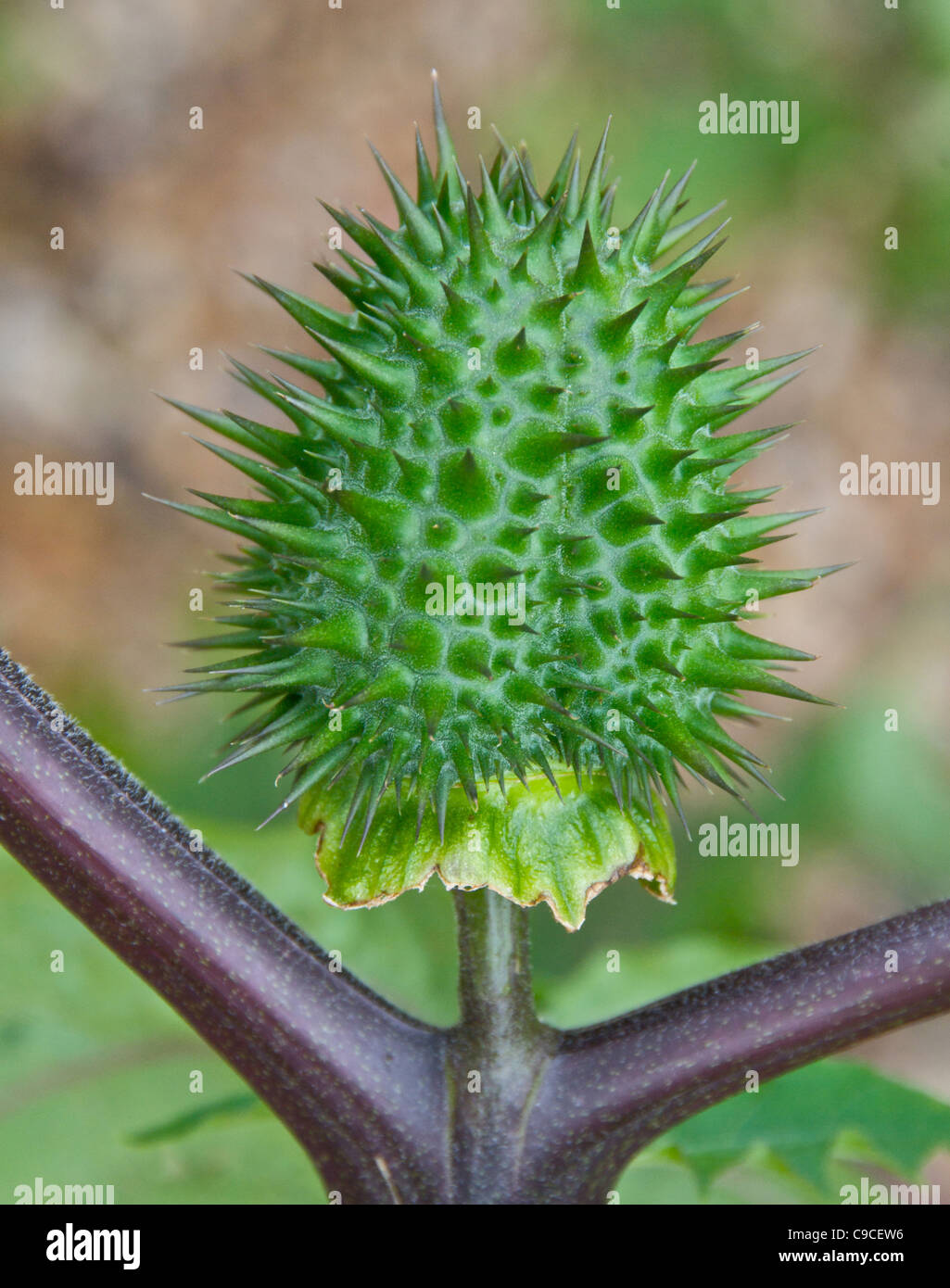Thornapple thorn apple thornapple poisonous plant also known as Jimson