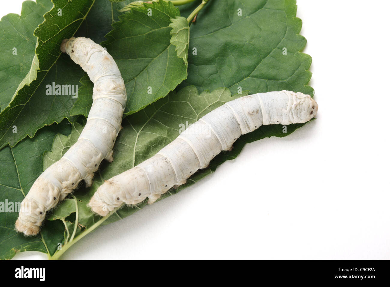 Silk worm eating mulberry green leaf Stock Photo