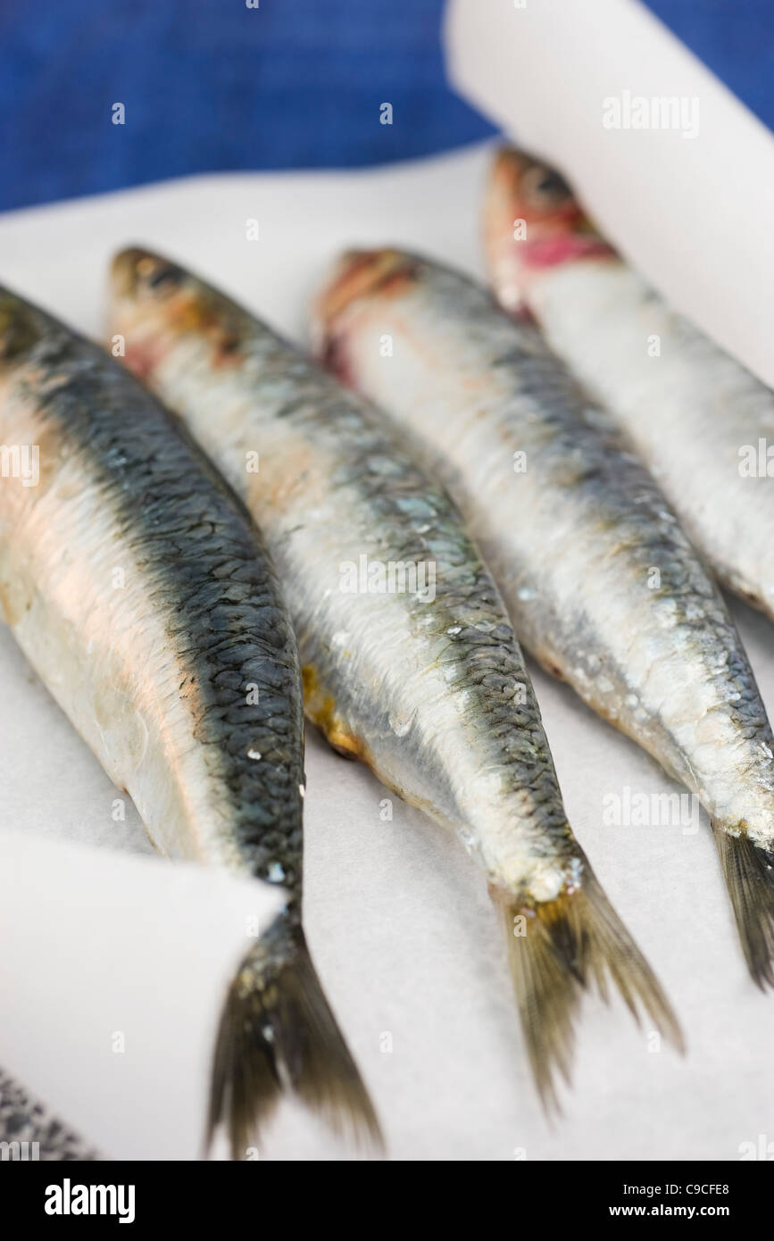Fresh raw sardines Stock Photo Alamy