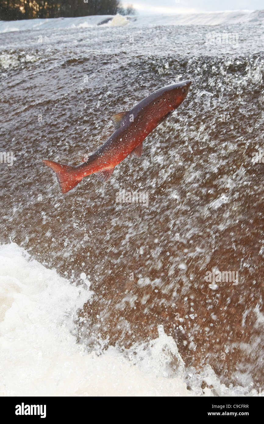Wild Atlantic Salmon, Salmo salar leaping upstream at the Ettrick water cauld, Philiphaugh, Selkirk, Scotland, UK Stock Photo