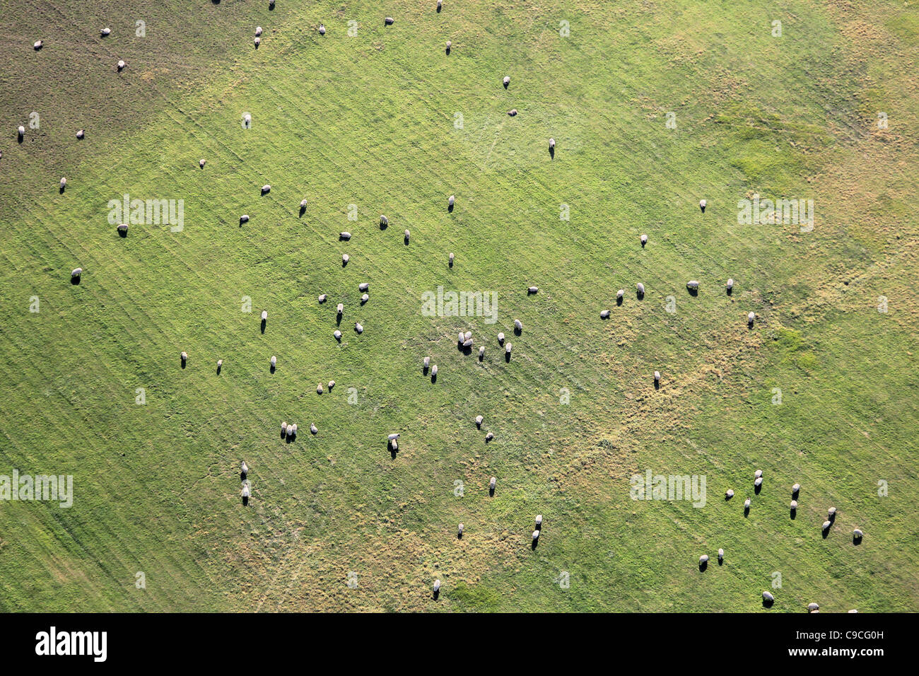 AERIAL VIEW OF SHEEP GRAZING IN A FIELD Stock Photo - Alamy