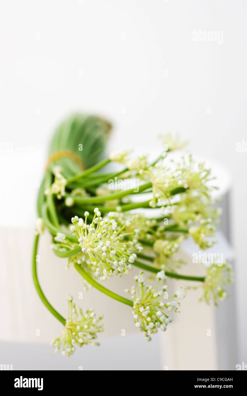 Garlic flowers, used as cooking ingredient Stock Photo Alamy
