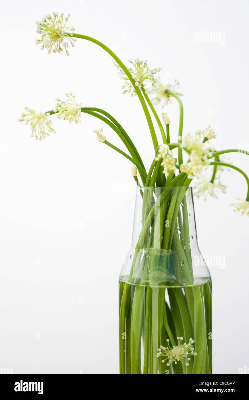 Garlic flowers, used as cooking ingredient Stock Photo Alamy