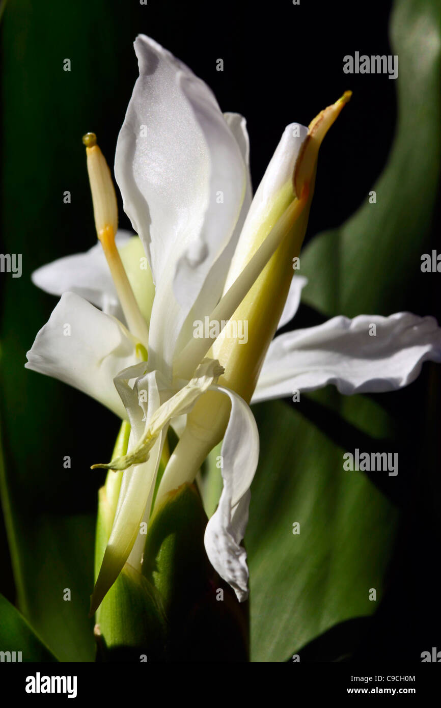White ginger blossom Hedychium coronarium Stock Photo