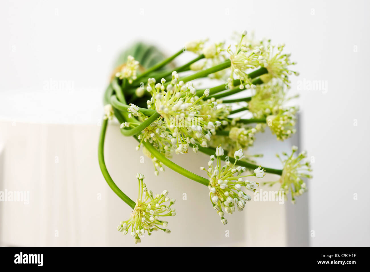 Garlic flowers, used as cooking ingredient Stock Photo Alamy