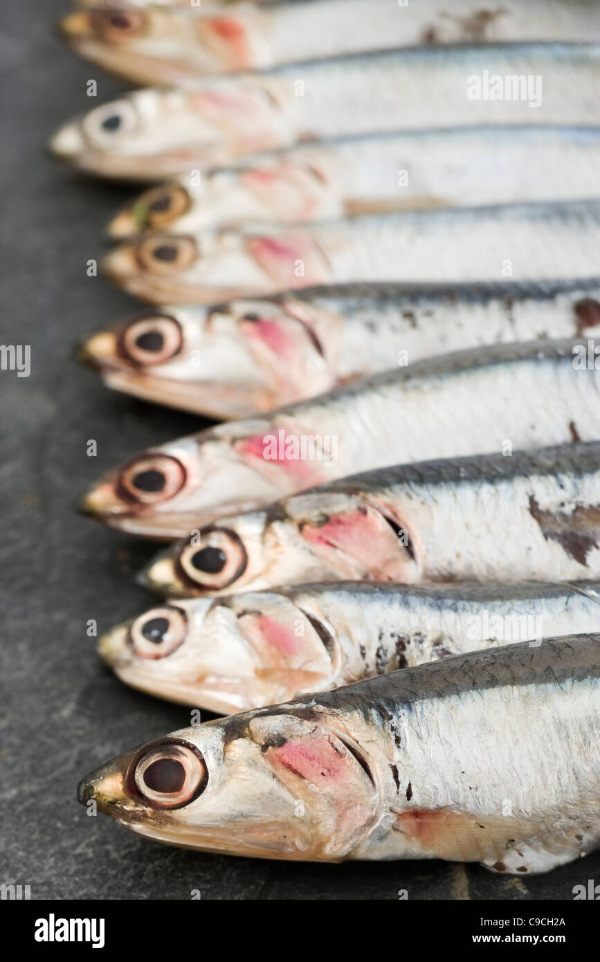 Raw anchovies Stock Photo