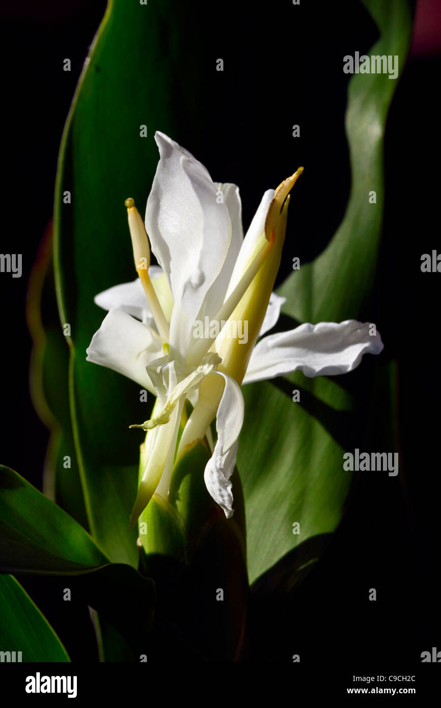 White ginger blossom Hedychium coronarium Stock Photo