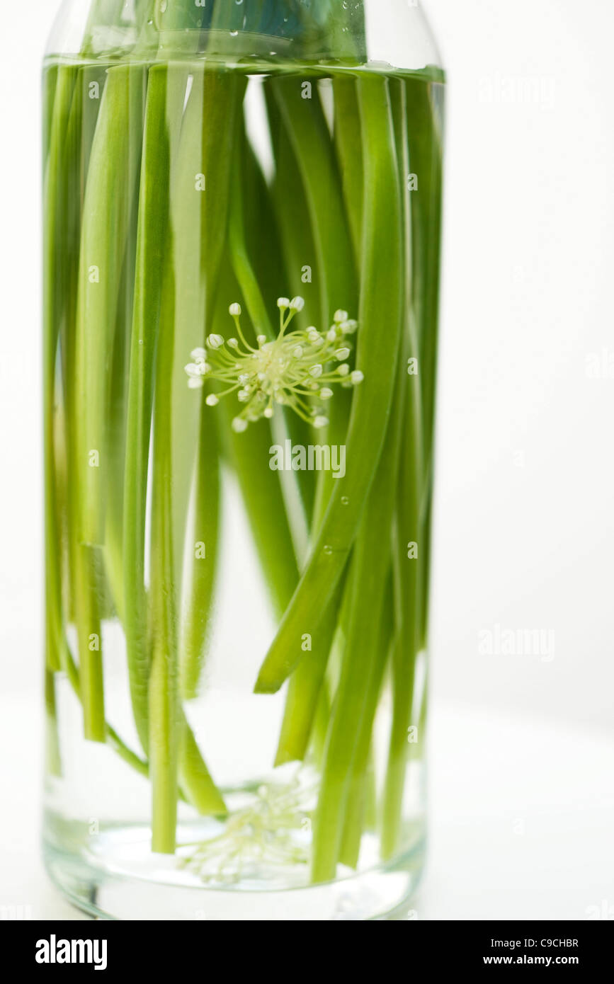 Garlic flowers, used as cooking ingredient Stock Photo Alamy