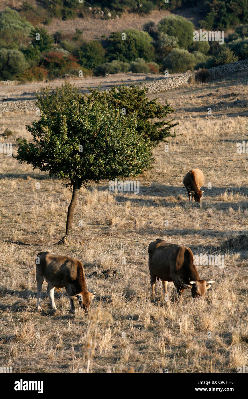 Landscape around Monti Ferru, Sardinia, Italy. Stock Photo