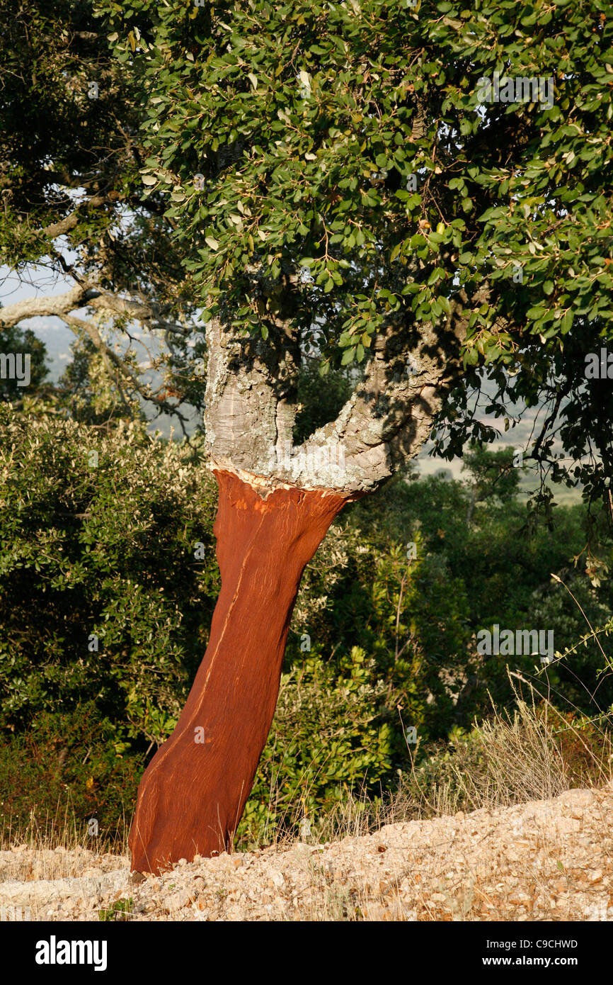 Cork tree around the Monte Limbara mountain, Sardinia, Italy Stock
